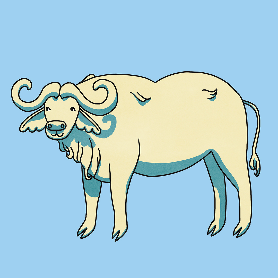 cute buffalo illustration