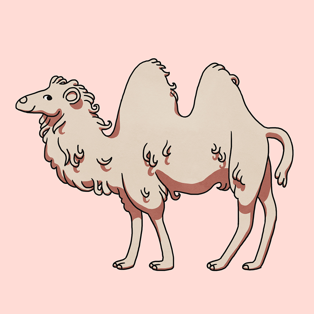 cute camel illustration