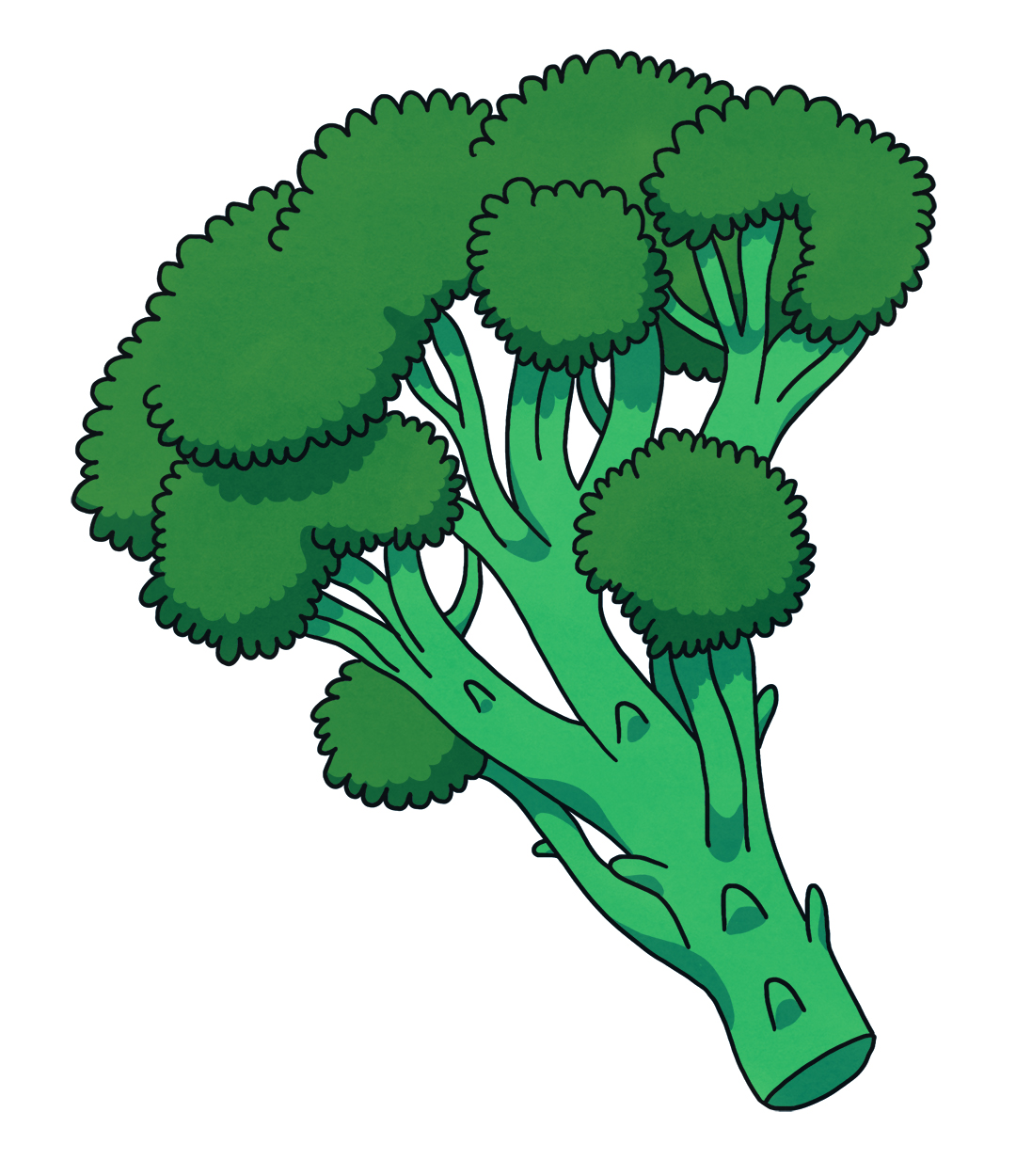 broccoli illustration