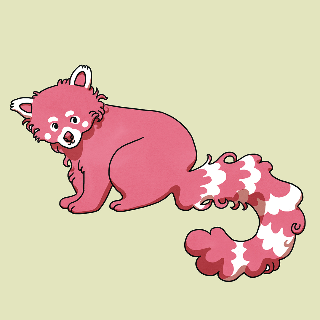 red panda illustration